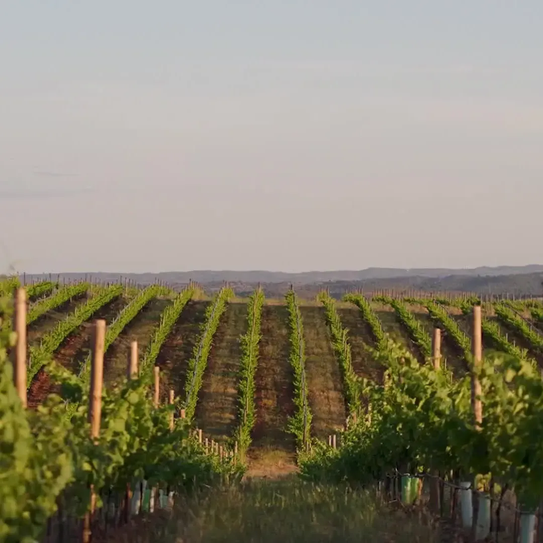Sustaining Tradition through Tech: Smart Energy Monitoring for Herdade do Esporão